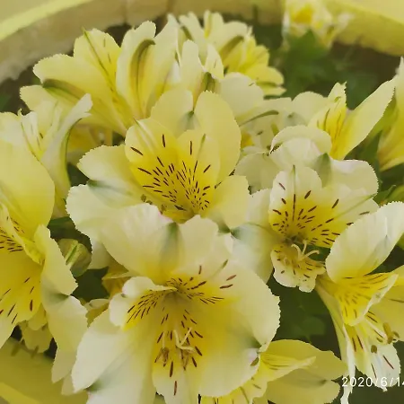 Lejlighedshotel Lenia 2*