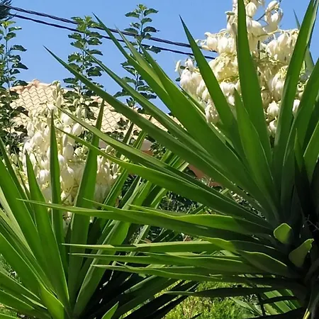 Lenia Lejlighedshotel Kalamítsi