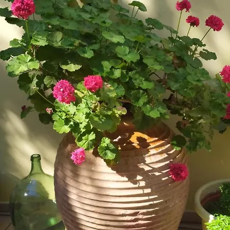 Lenia Lejlighedshotel