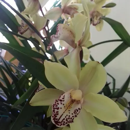 Lejlighedshotel Lenia Kalamítsi