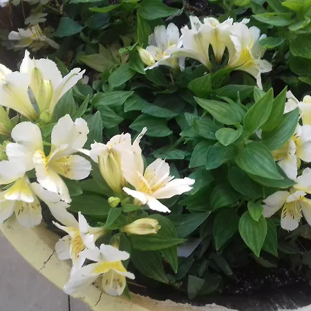 Lenia Lejlighedshotel Kalamítsi